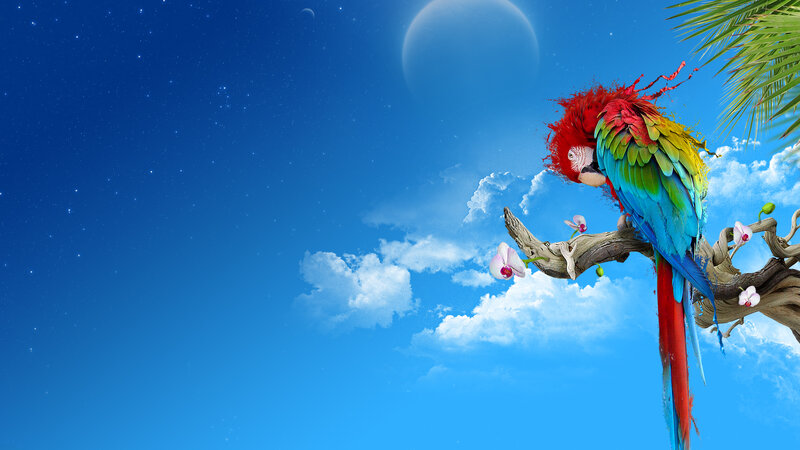 Macaw on a Branch
