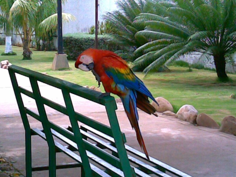 Macaw on a park bench