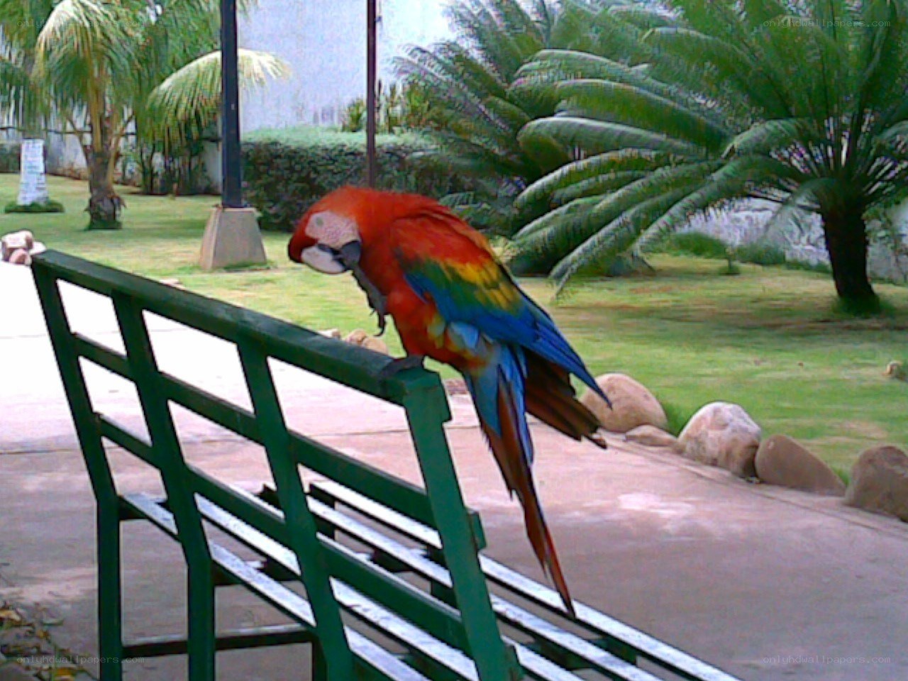 Macaw on a park bench
