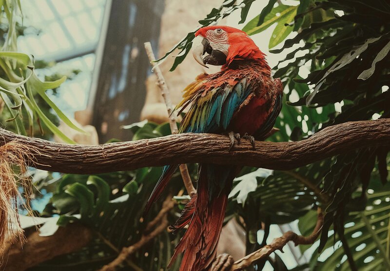 Macaw on a tree branch