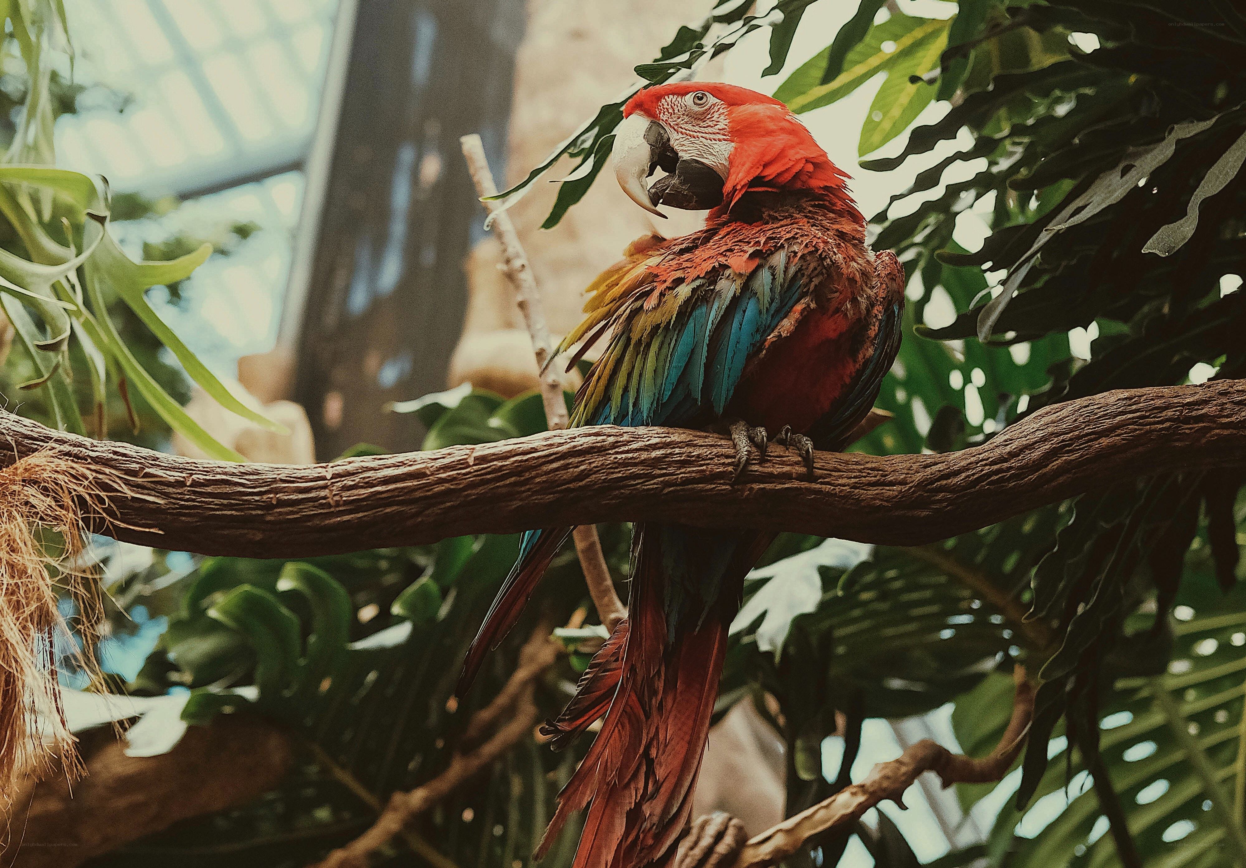 Macaw on a tree branch