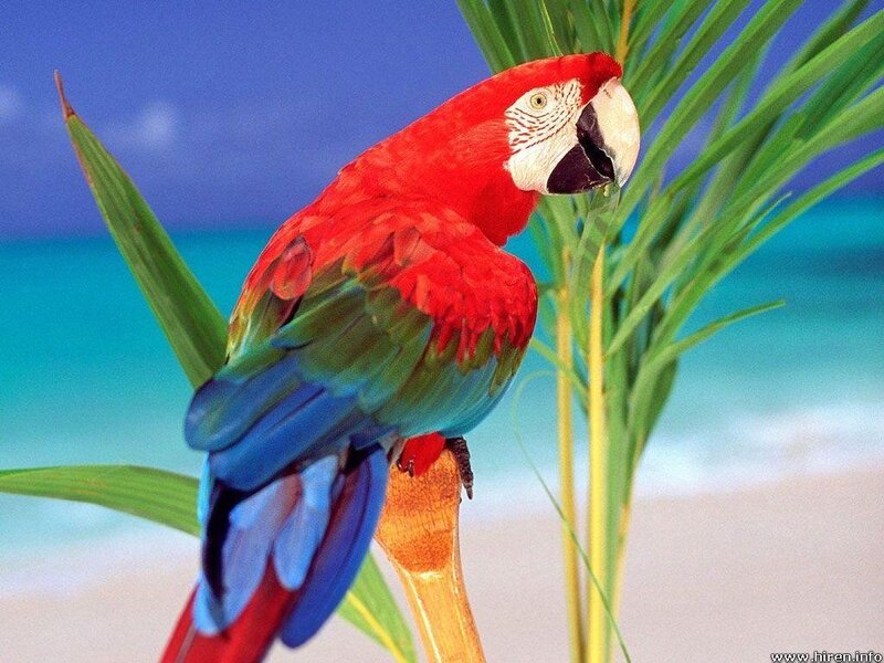 Macaw on a tropical beach
