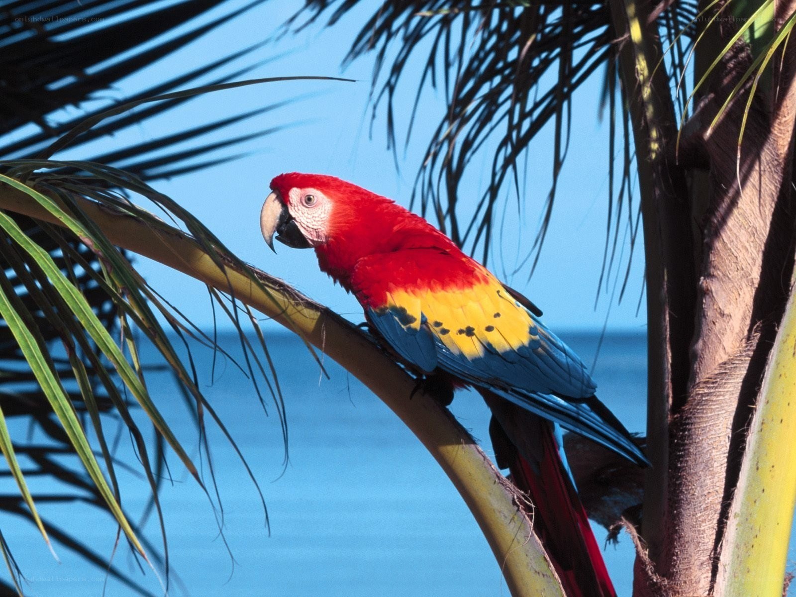 Macaw on palm tree branch