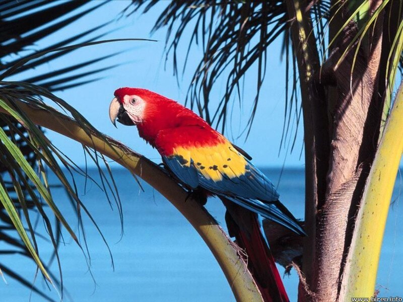 Macaw on palm tree