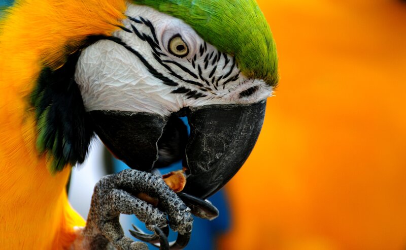 Macaw Parrot Eating