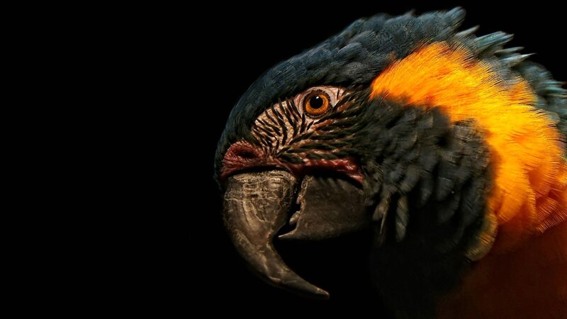 Macaw Parrot Head — Black, Dramatic