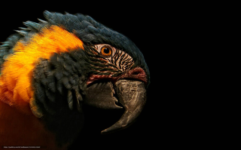 Macaw Parrot Head — Black