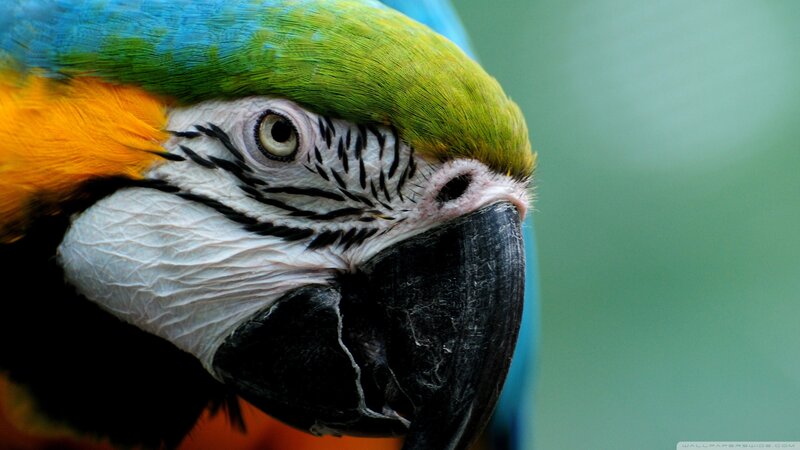 Macaw Parrot Head — Green, Calm