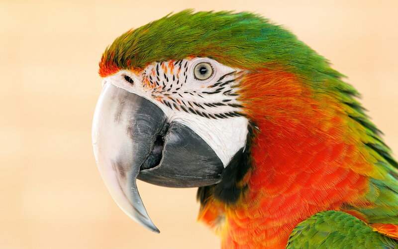 Macaw Parrot Head — Green