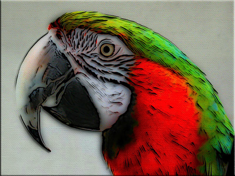 Macaw Parrot Head — Red