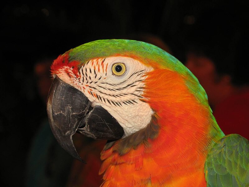 Macaw Parrot Head