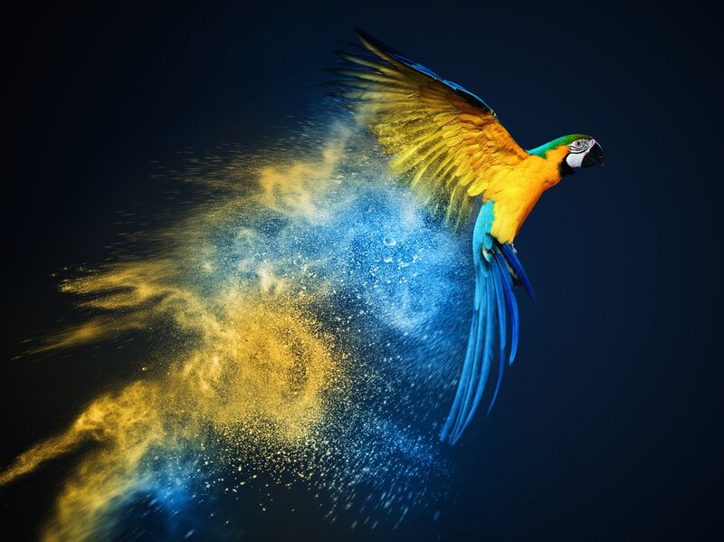 Macaw Parrot in Flight