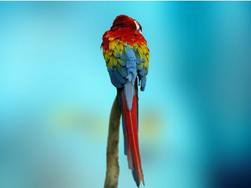 Macaw Parrot on Branch