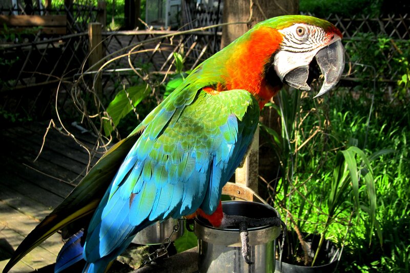Macaw Parrot on Perch