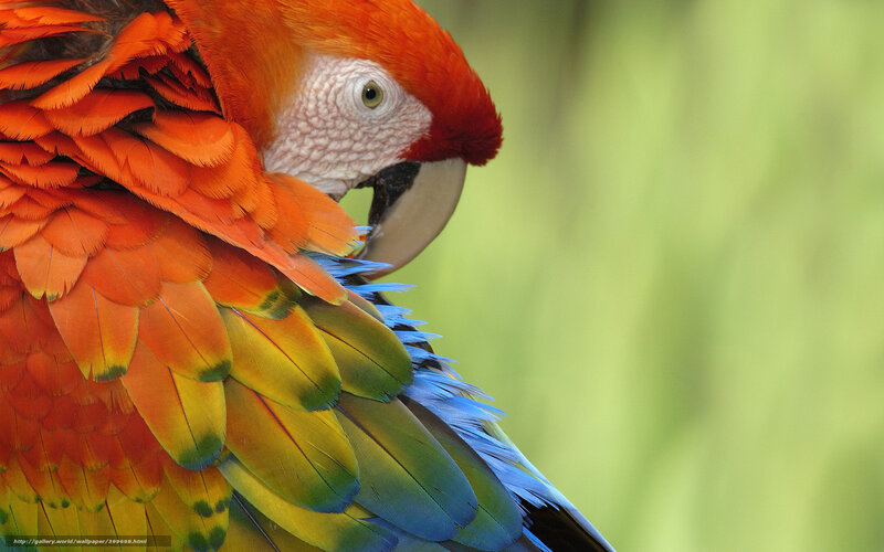 Macaw Parrot — Red, Calm