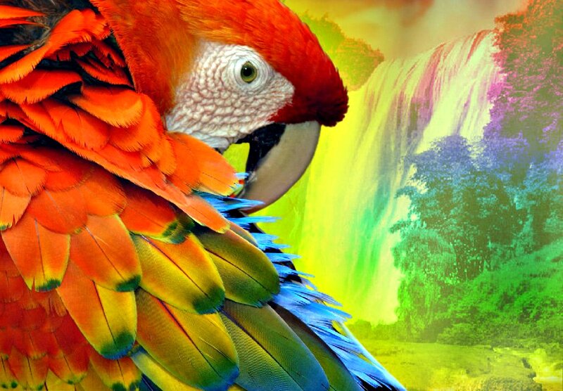 Macaw Parrot — Red