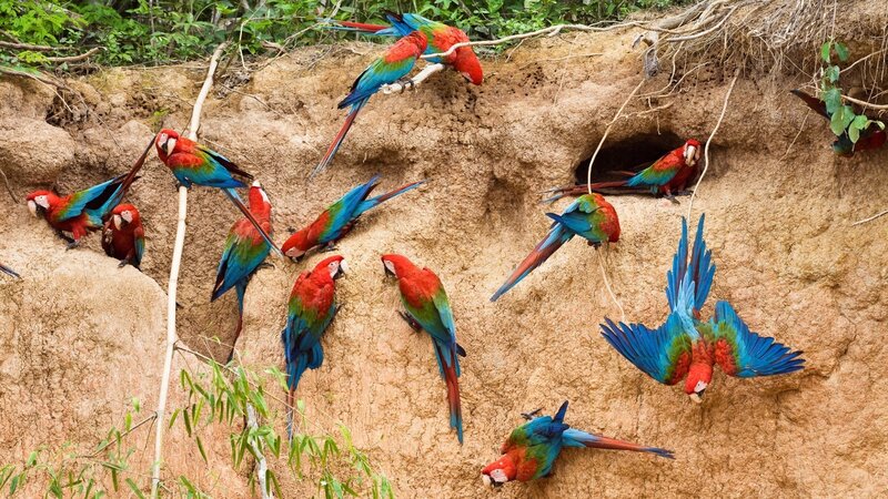 Macaws at a clay lick