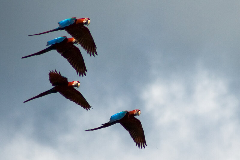 Macaws Flying in Sky