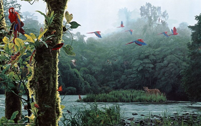 Macaws Flying over River