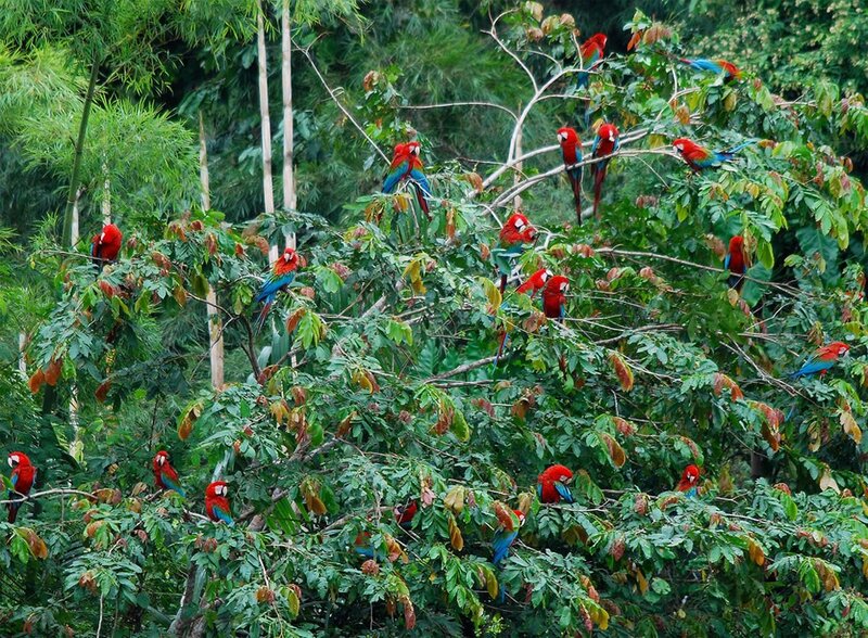Macaws in a lush forest