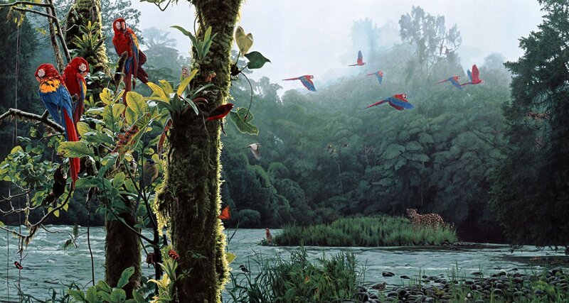 Macaws in Jungle — Green