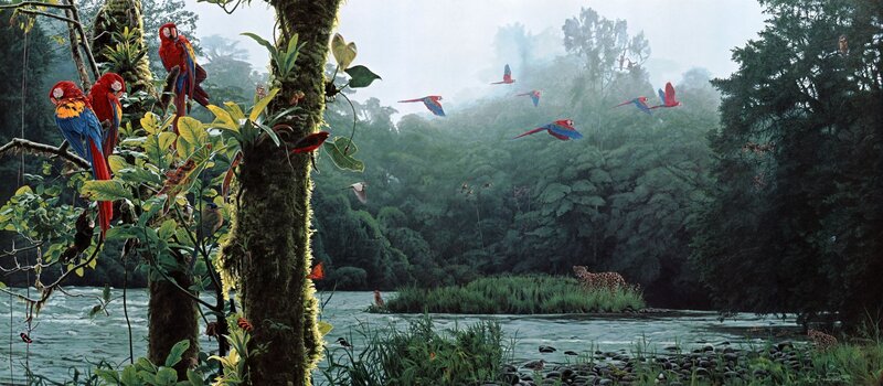 Macaws in Rainforest — Green, Dense