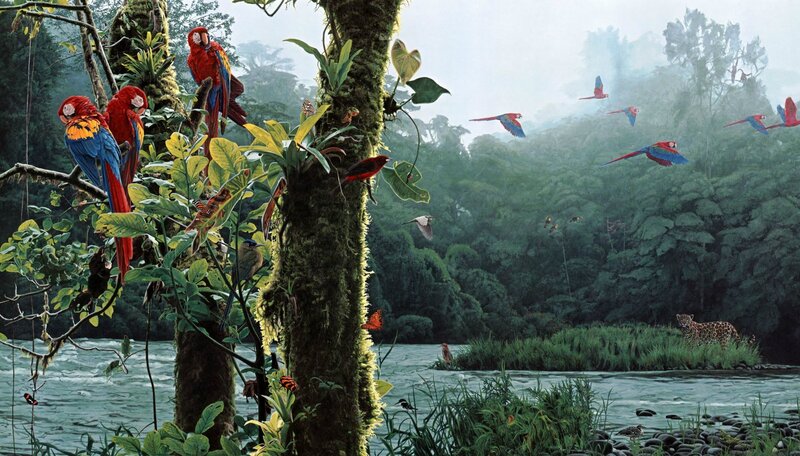 Macaws in Rainforest — Green, Lush