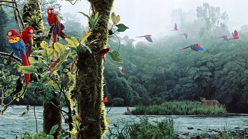 Macaws in Rainforest