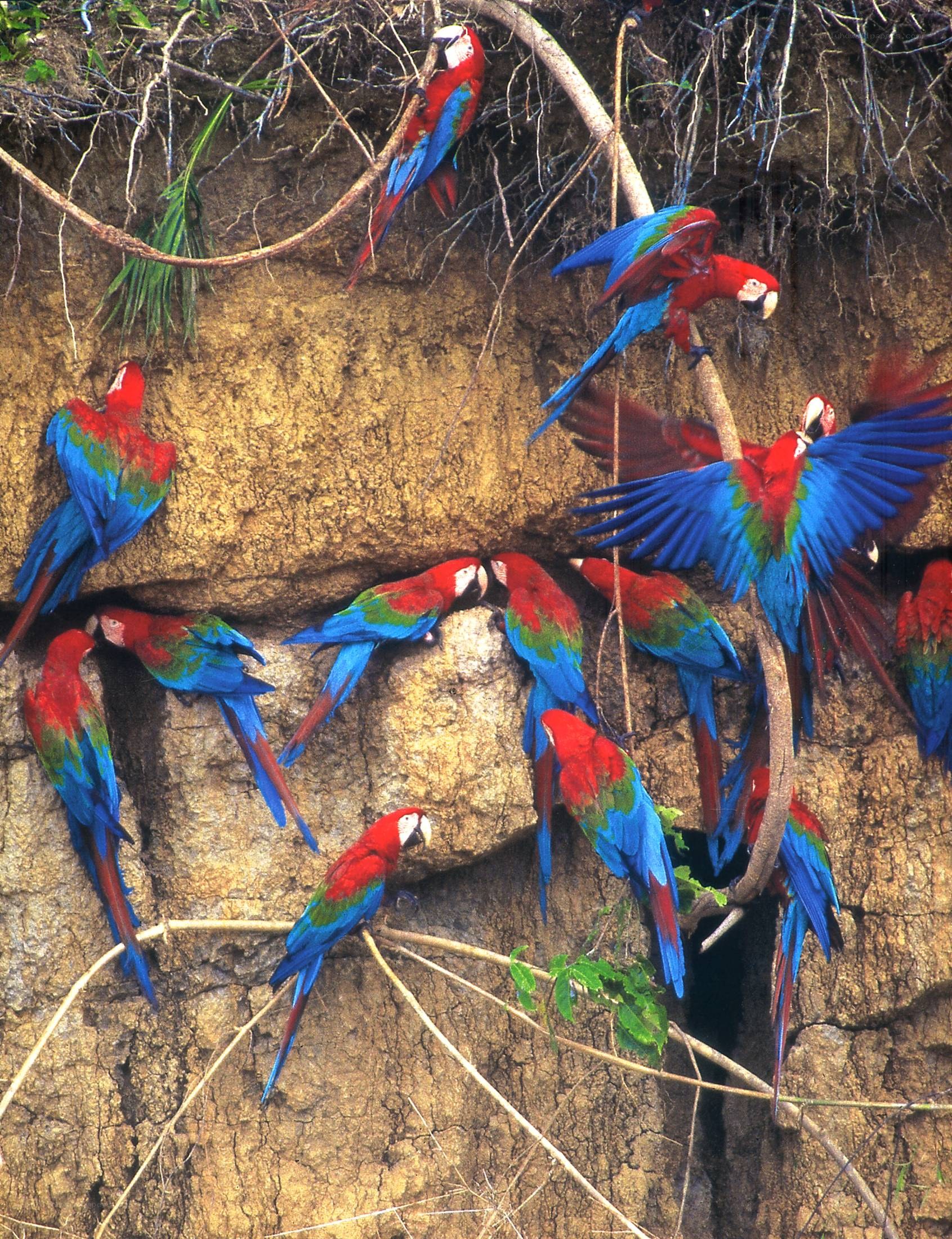 Macaws on a clay cliff