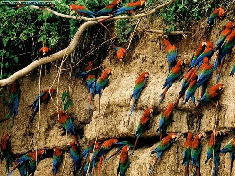 Macaws on a clay lick