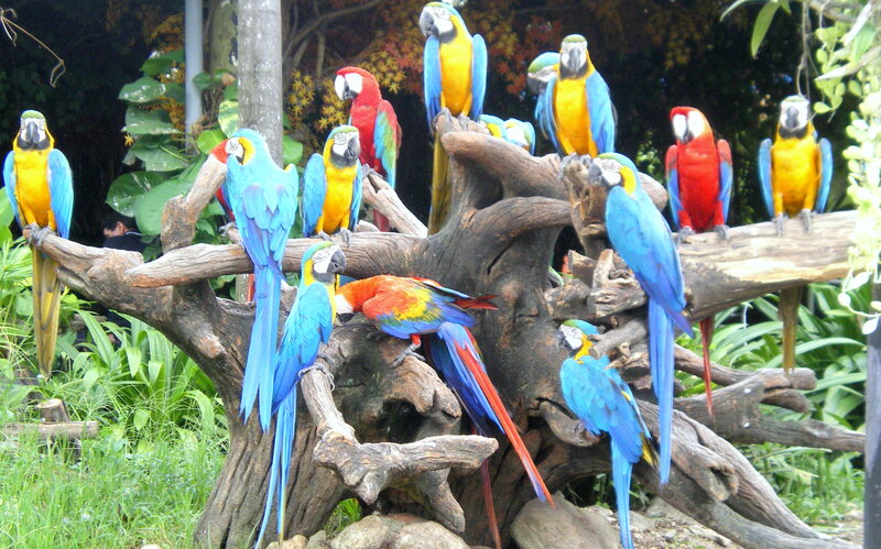 Macaws on a Tree Branch