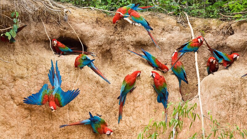 Macaws on Clay Bank — Red, Natural, Afternoon