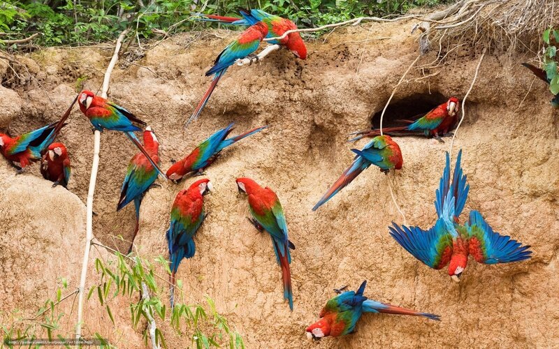Macaws on Clay Bank — Red, Natural