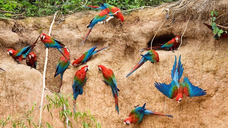 Macaws on Clay Bank — Red