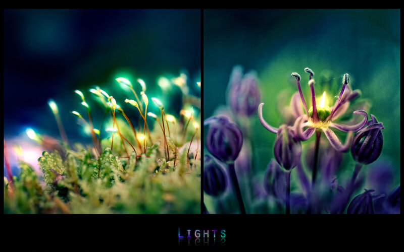 Macro lights in nature