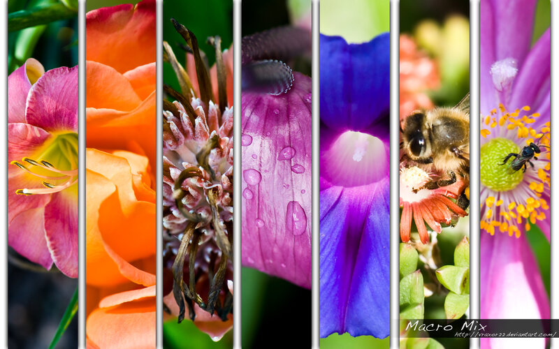 Macro Mix of Flowers