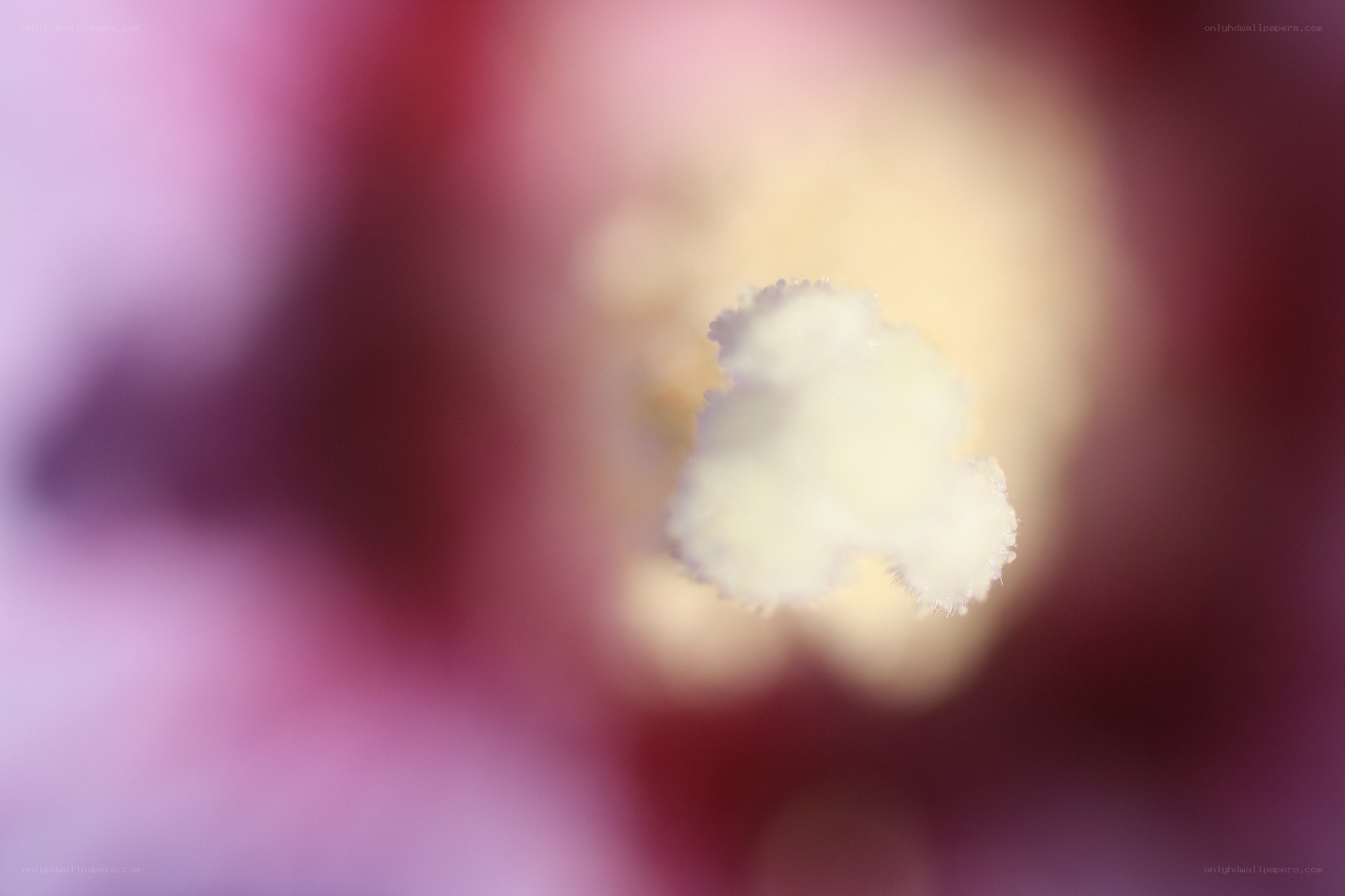 macro of a flower center