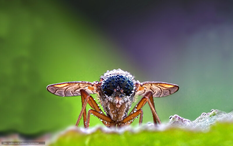 Macro of a Fly