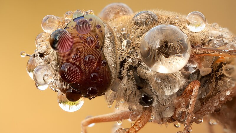 Macro of a fly with water droplets