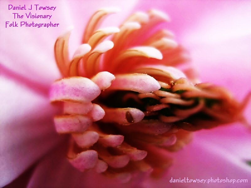 macro of a pink flower