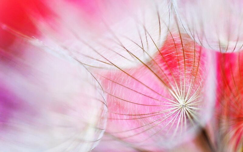 macro of dandelion seeds
