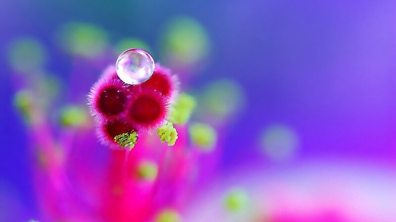 macro of flower with water droplet