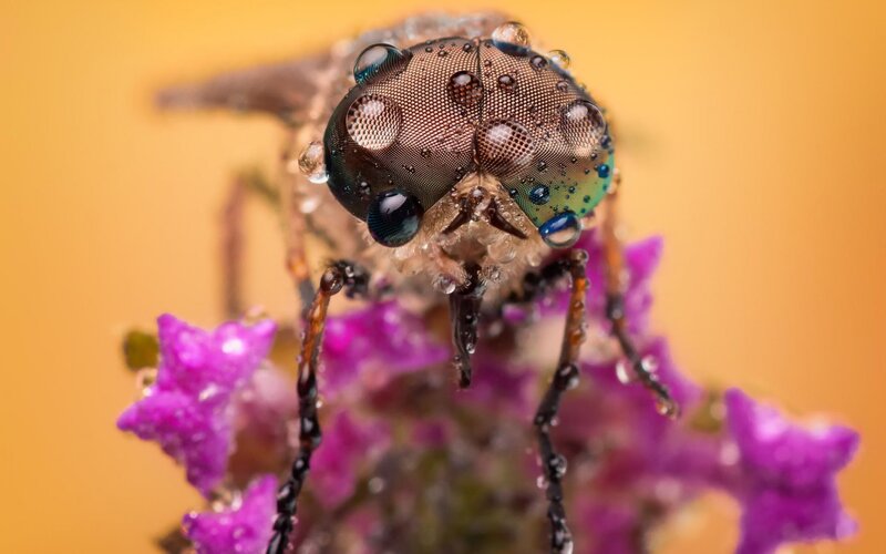 Macro of Fly on Flower
