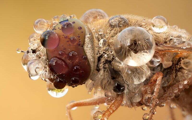 Macro of fly with water droplets
