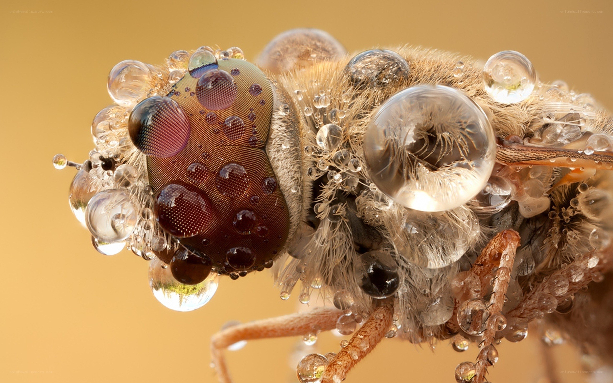 Macro of fly with water droplets