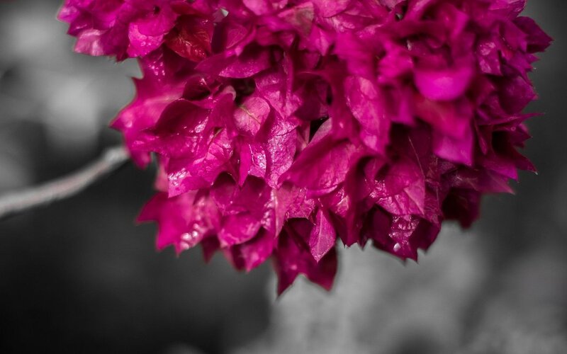 Magenta Bougainvillea Flower