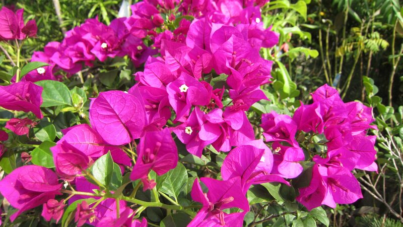 Magenta Bougainvillea Flowers