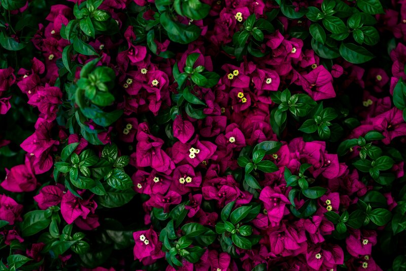 Magenta Bougainvillea Flowers — Vibrant