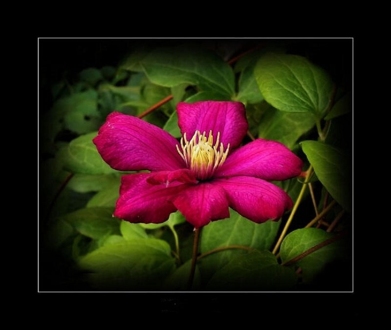Magenta Clematis Flower