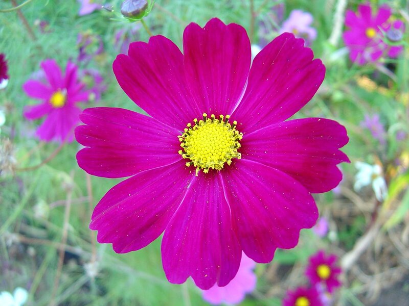 Magenta Cosmos Flower — Calm